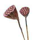 Cosse ornementale Lotus Root Dried Flower Decor de 50cm