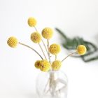 fleurs de séchage d'air de Globosa de Craspedia de 50cm
