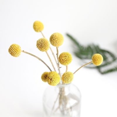 fleurs de séchage d'air de Globosa de Craspedia de 50cm