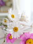 groupes de fleur secs par helipterum rose blanc du diamètre 2.5cm 80cm